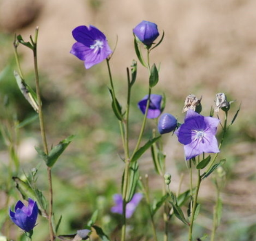 도라지 효능 부작용 고르는법 먹는법 꽃 총정리