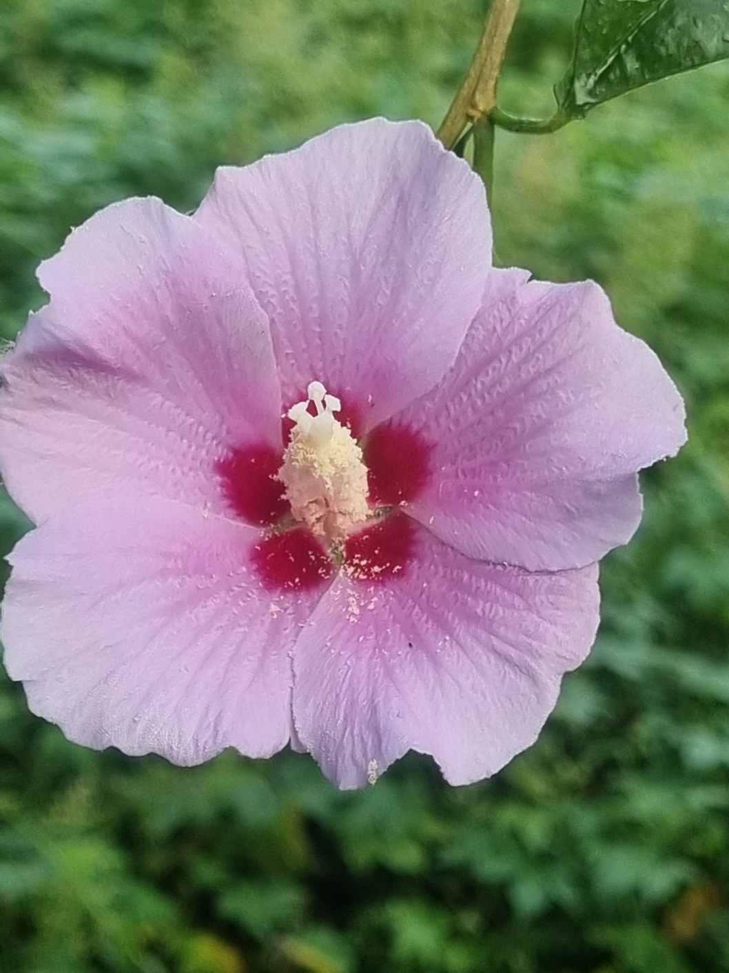 한국의 국화 무궁화 근접 촬영