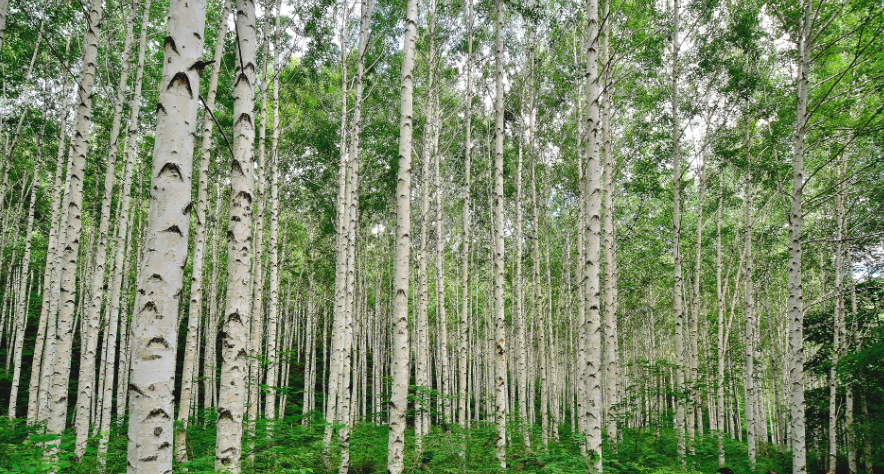 인제 자작나무 숲