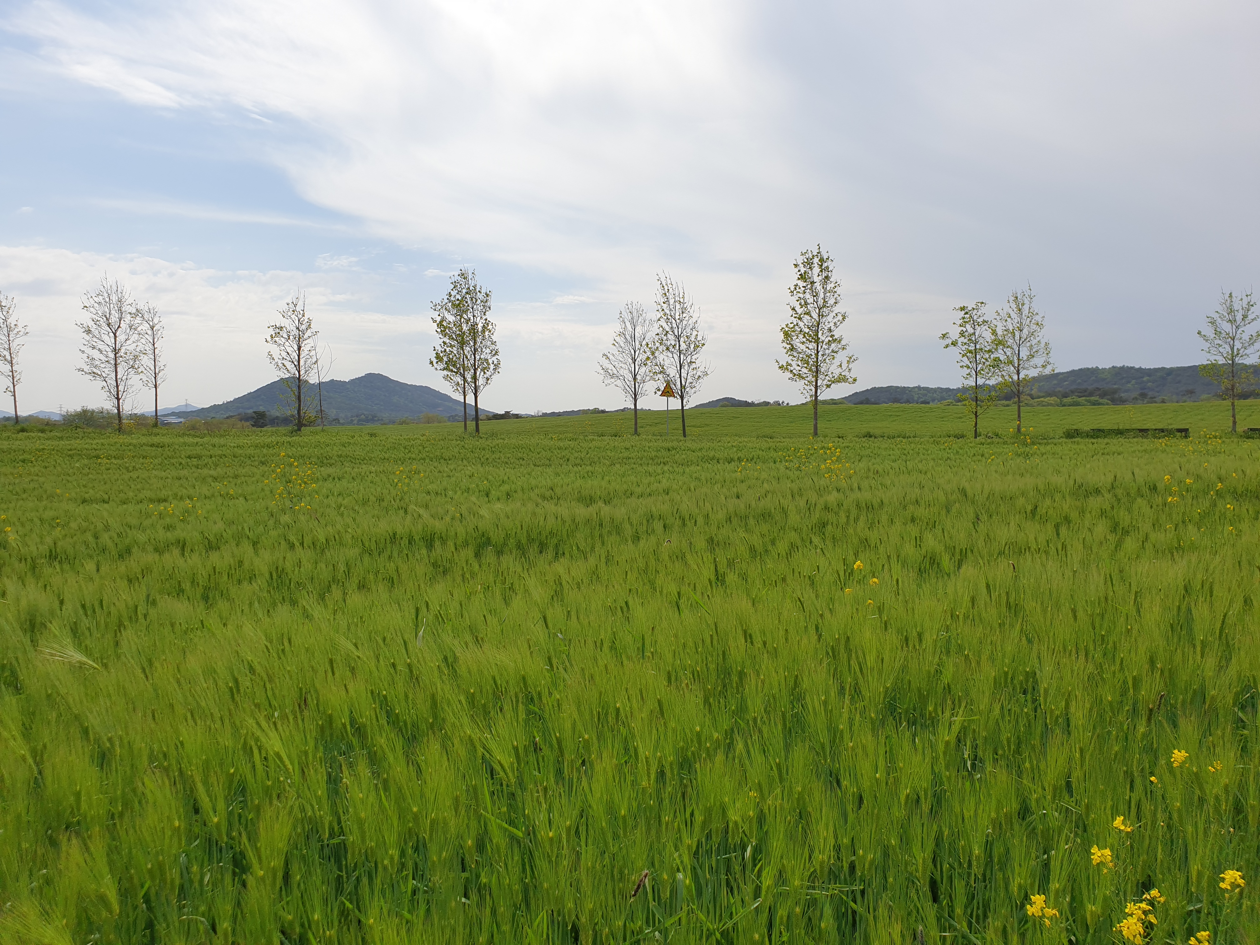 고창 청보리밭축제