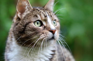 고양이 꿈해몽 풀이 (상황별&amp;#44; 색깔별 해석)