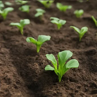 김장배추 심는시기4