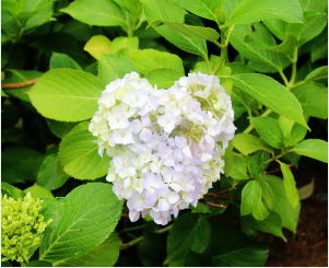 부산 태종대 수국축제기간13