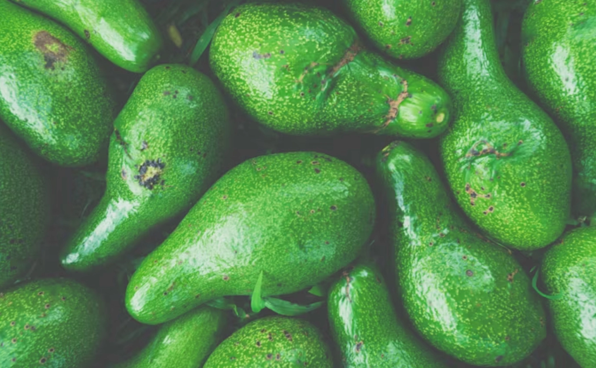 아보카도 후숙 방법