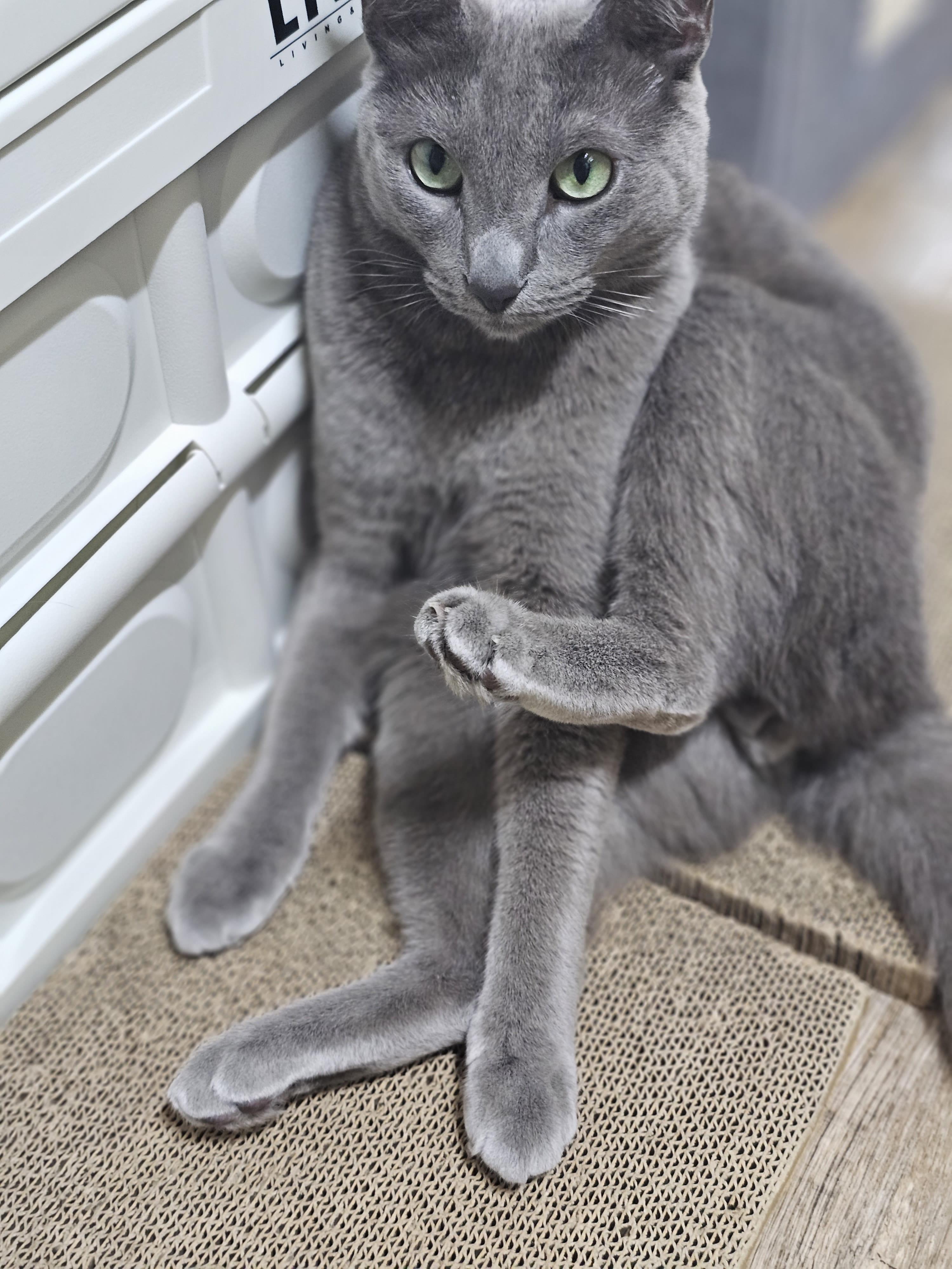 고양이 발톱관리