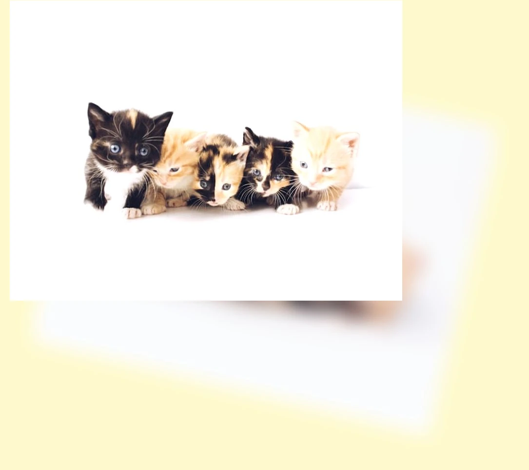 반려묘 입양_3_subsection