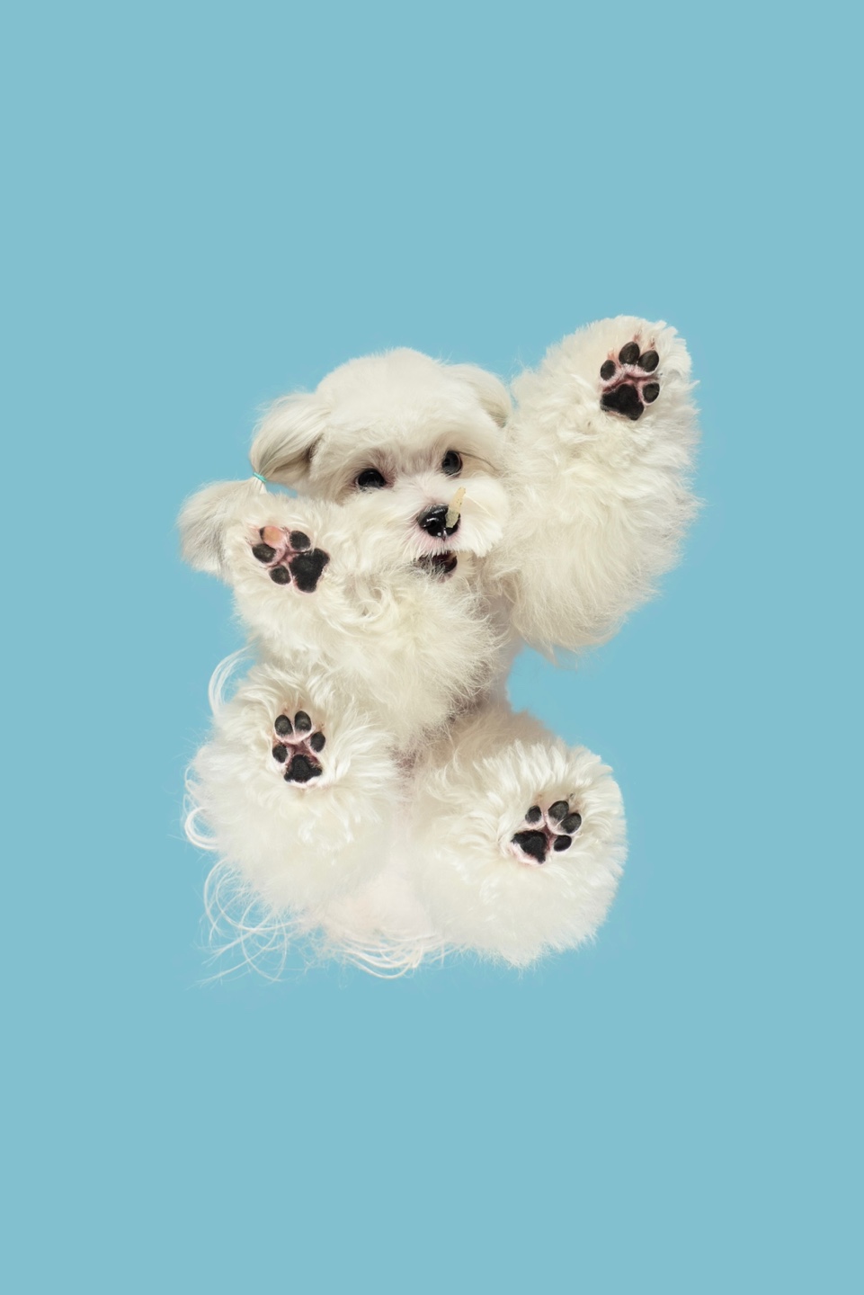 반려견 발바닥 사진 후기