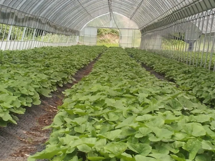 취나물 재배 반그늘 환경 배수 확보 연속 수확_2