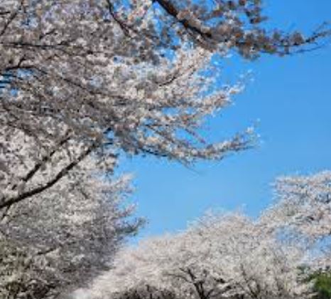 벚꽃 명소