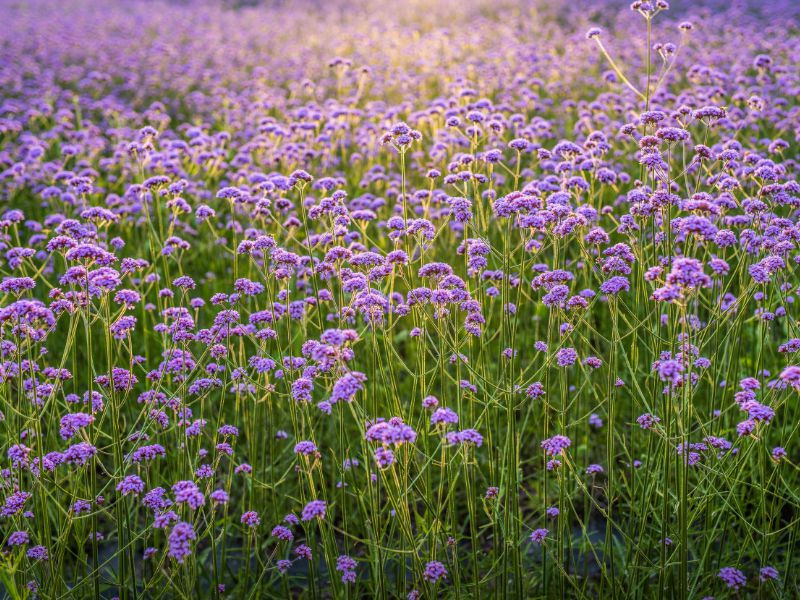황룡강생태정원 