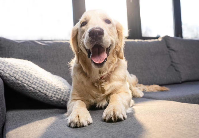 개가 침착하지 못하고 어슬렁거리는 원인으로 생각되는 병은?