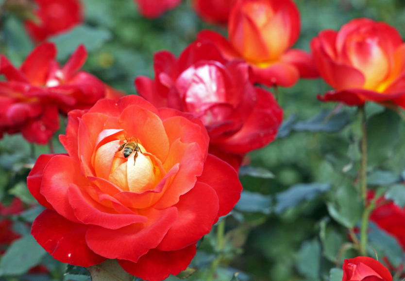 서울대공원 장미원 입장료, 1인당 얼마?