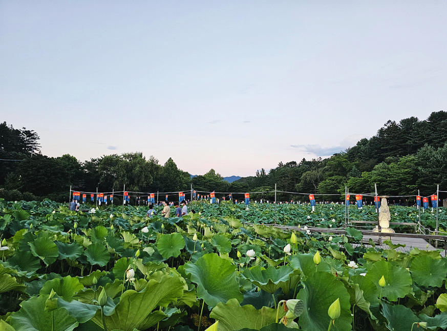 봉선사연꽃단지1