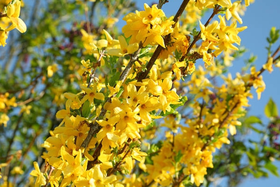 개나리 명소에 가서 찍은 아주 예쁜 사진