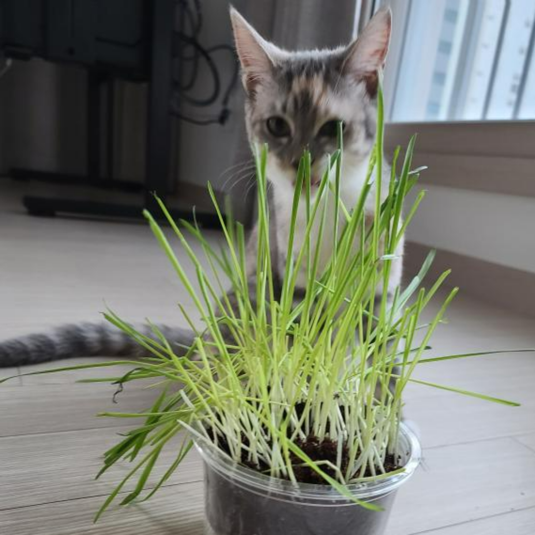 고양이 탈수 &amp; 수분보충4