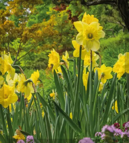 화담숲 예약 봄 수선화 축제_8
