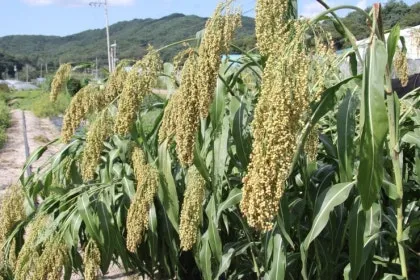 수수 재배 이삭 관리 쓰러짐 방지 건조 수확_1