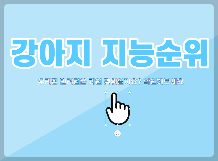 강아지 지능순위