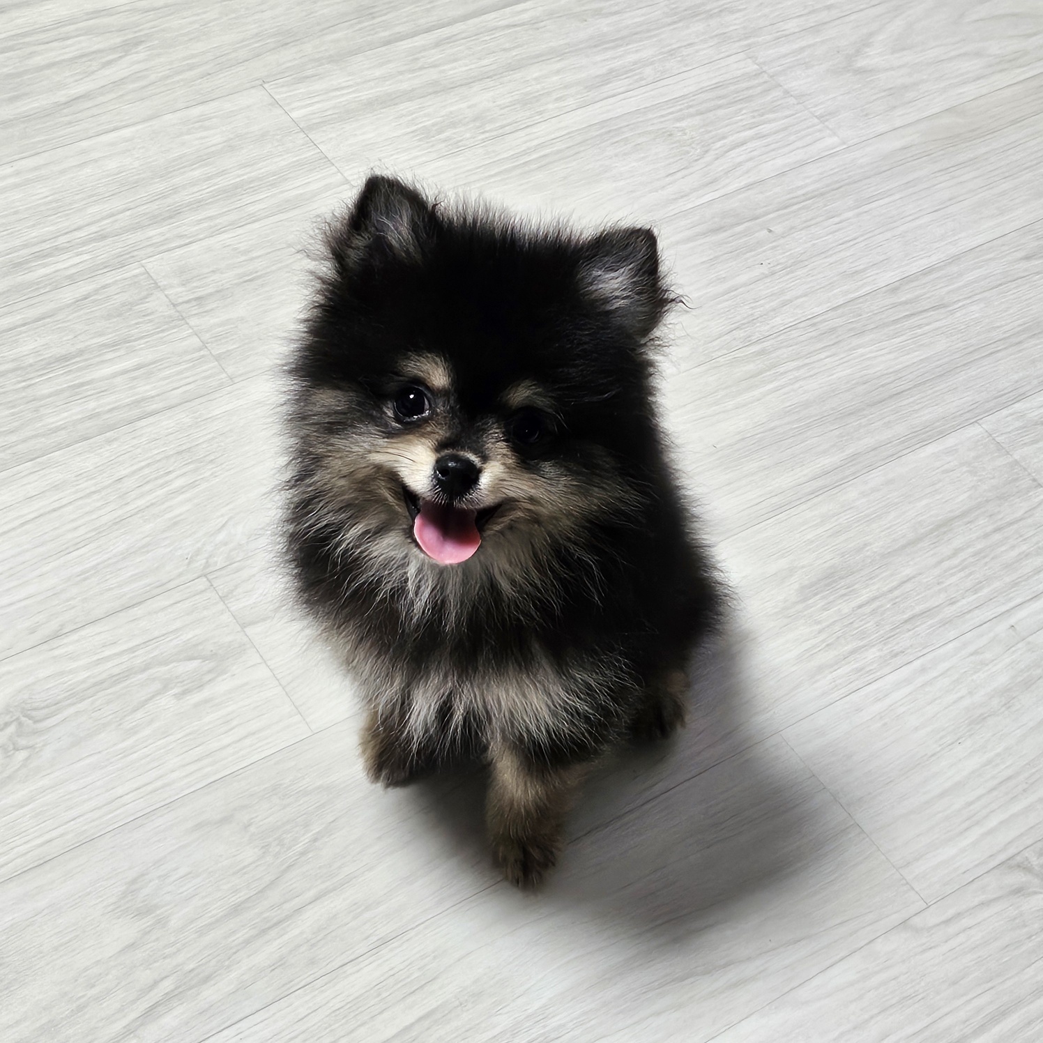 퍼피 달콩