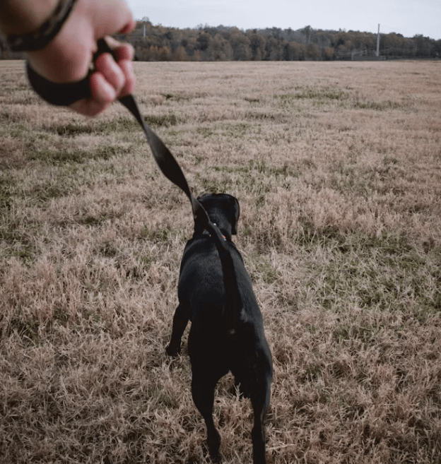 반려동물과 여행, 준비물부터 숙소까지 완벽 정리!
