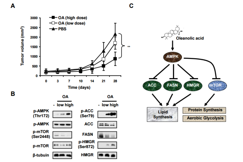 alt="우르솔산 관련 연구 결과"