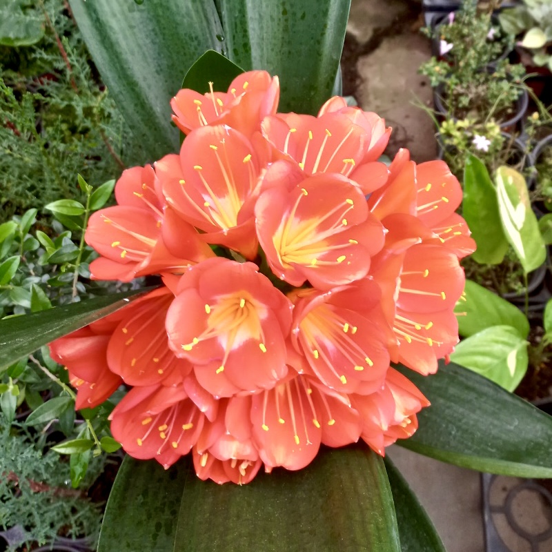 군자란 관리법 분갈이 물주기