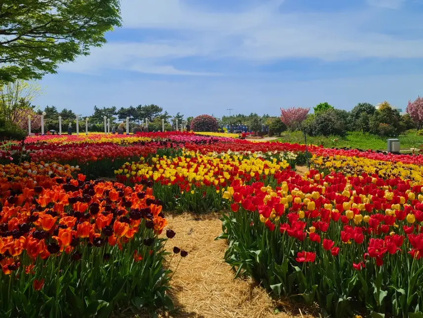 태안 튤립축제 주차장 정보, 이용 꿀팁, 주차장 동선