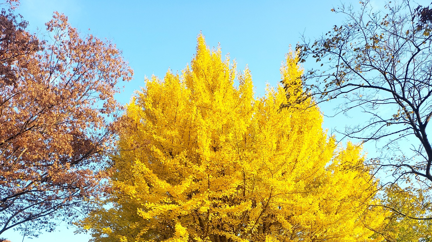 백련사 은행나무길-3