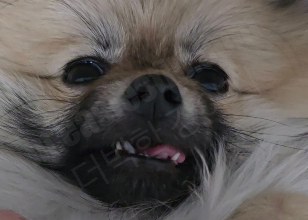 강아지 아래 송곳니 덧니