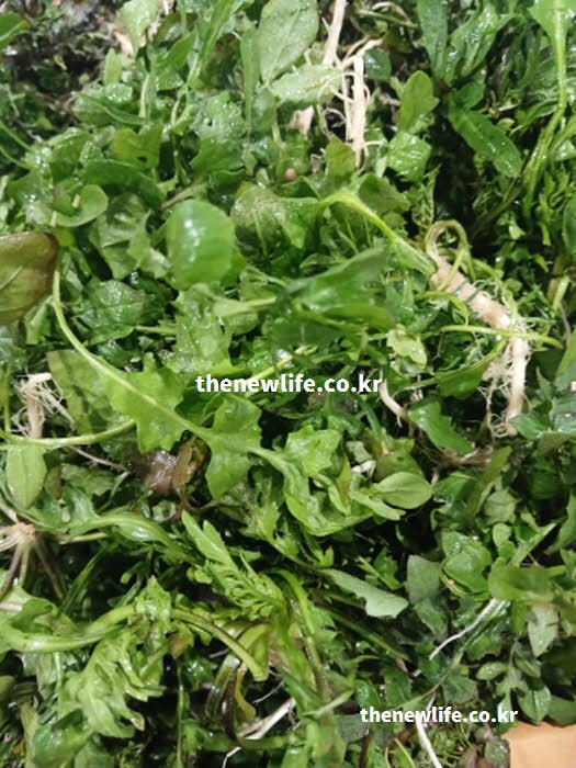 봄 냉이 효능의 면역력 증진에 좋은 비타민C를 품은 실사진