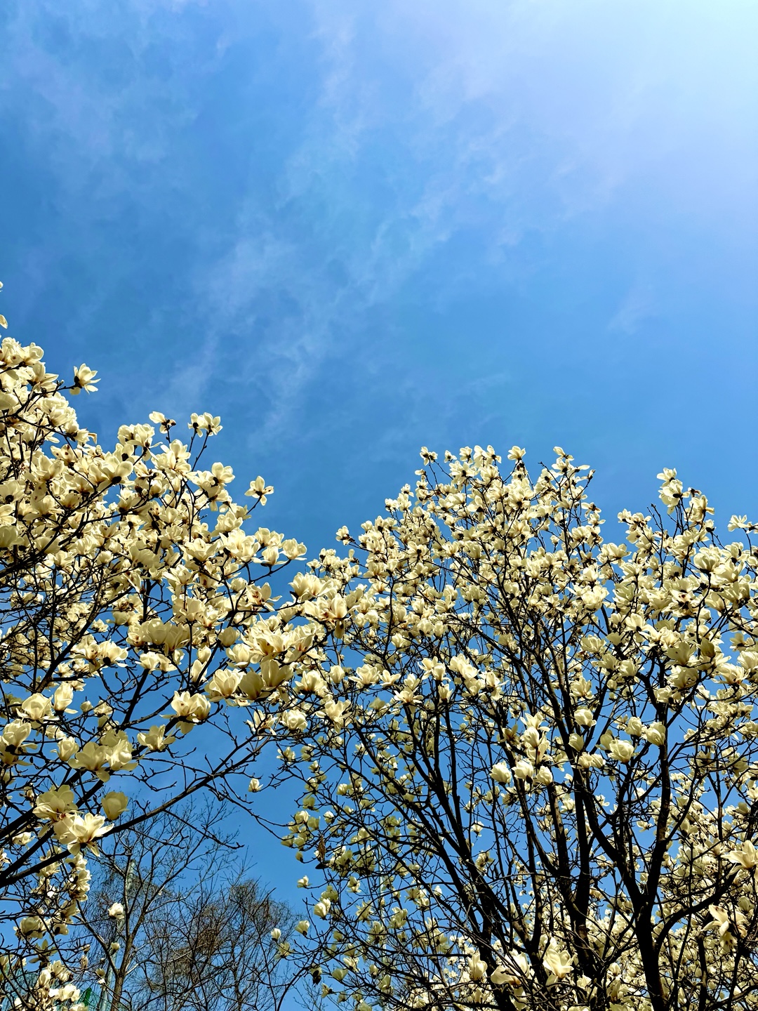 흥동 목련숲 실사