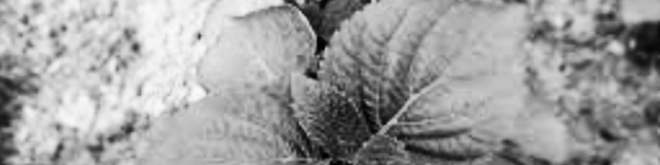 들깨 수확시기: 10월 중순 ~ 11월 초