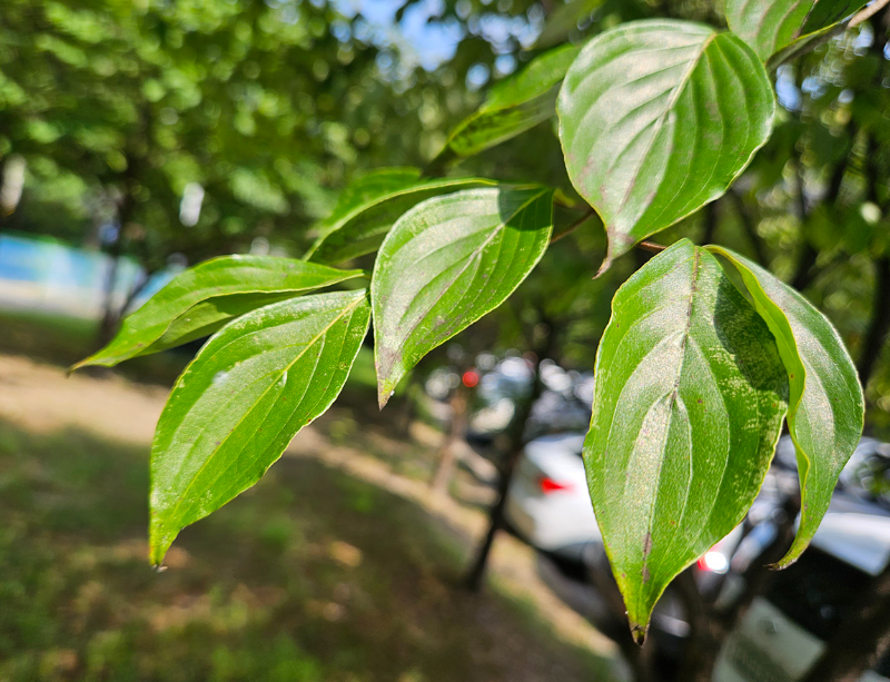 산딸나무 잎1