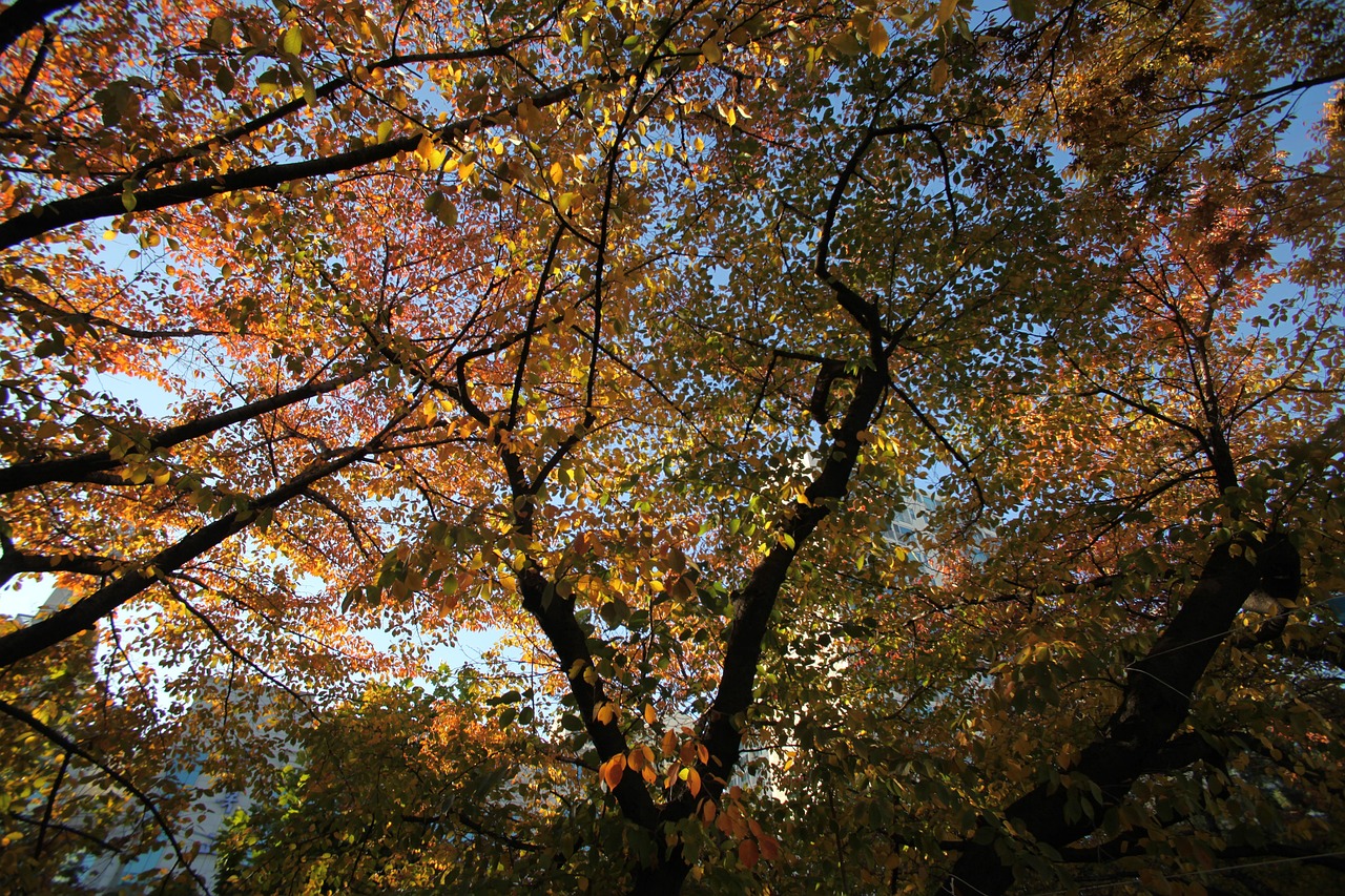 서울 숲 관련 사진