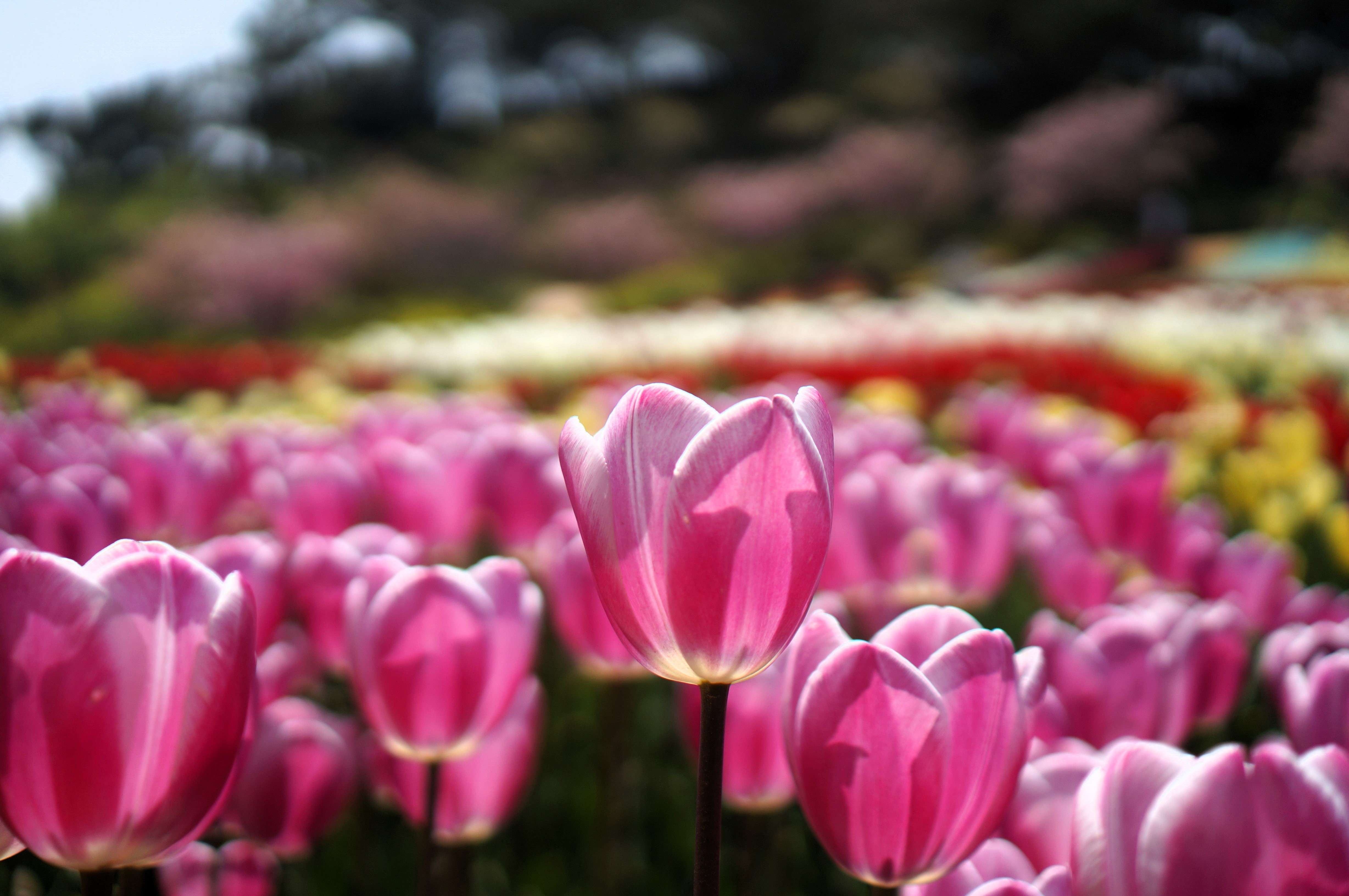 봄꽃 보기 좋은곳