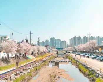 대청호 벚꽃축제