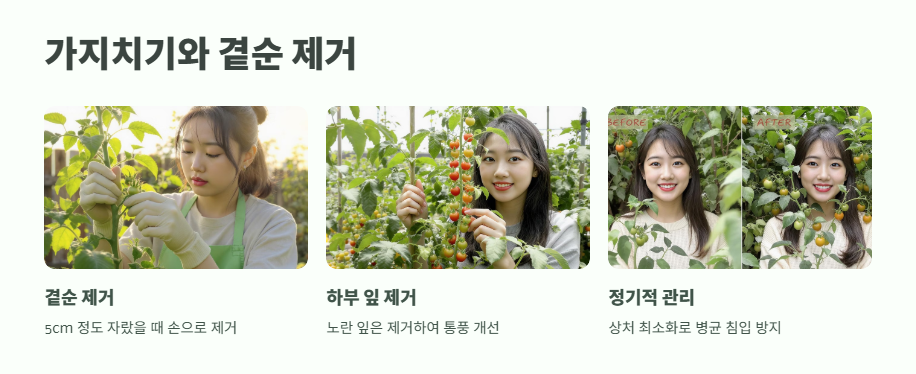 방울토마토 키우기 완벽 정리 10