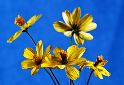 하동 북천 코스모스 메밀꽃축제