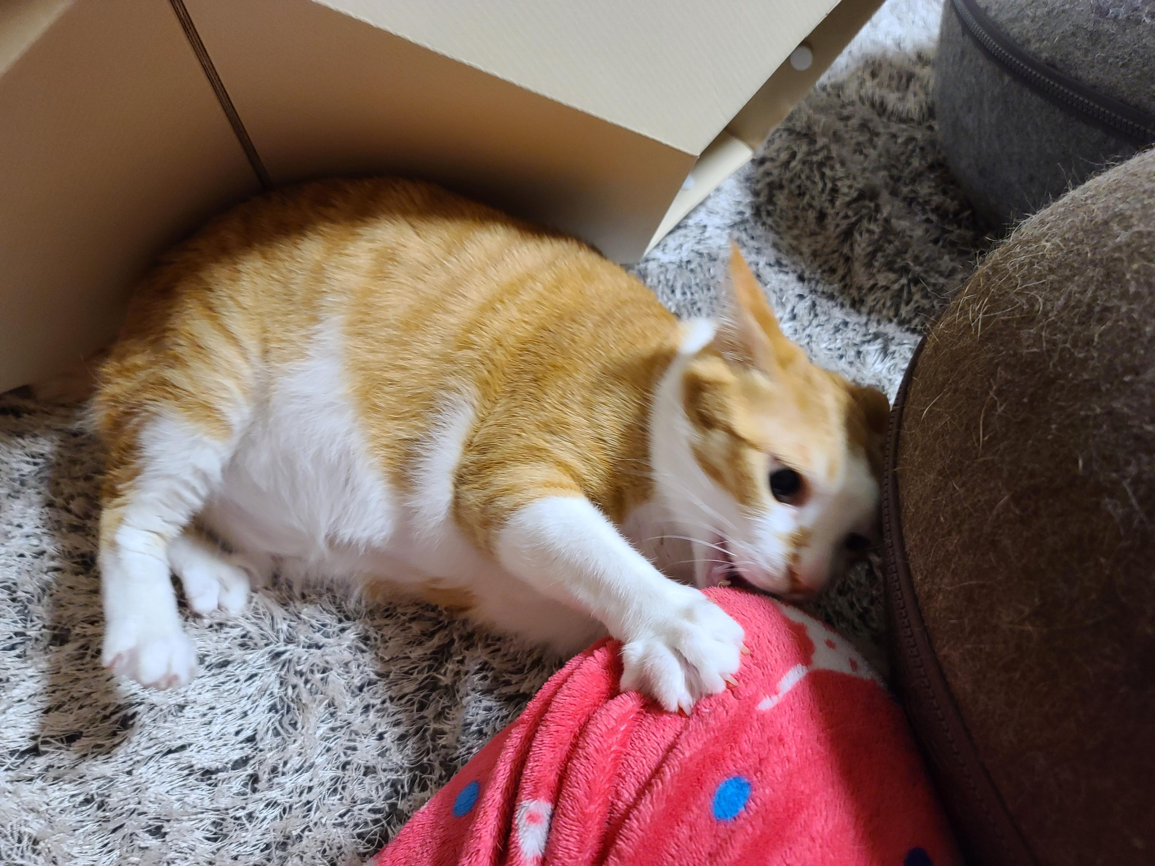 고양이 장난감 오뎅꼬치로 캣미로에서 노는 고양이들.