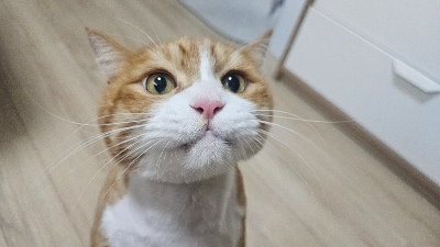 칫솔만 보면 도망가는 고양이, 양치는 어디서부터 시작해야 할까?
