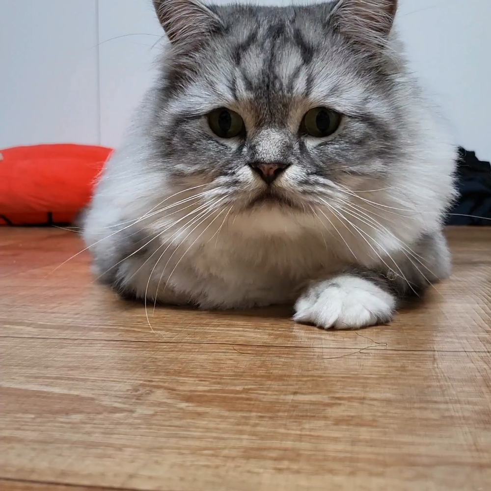 고양이 심장사상충