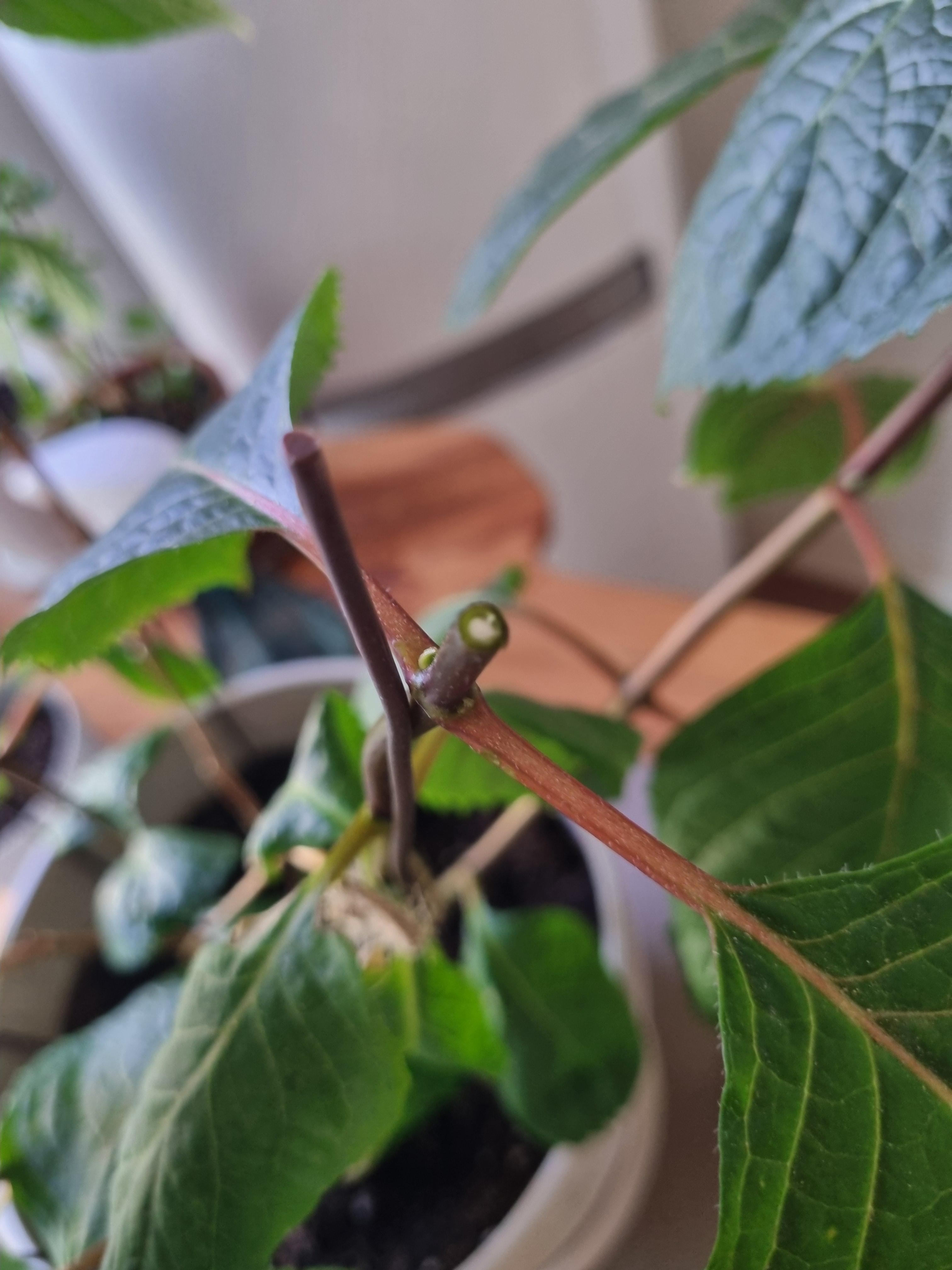 잘린 수국 줄기 꽃대