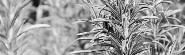 로즈마리 물주기