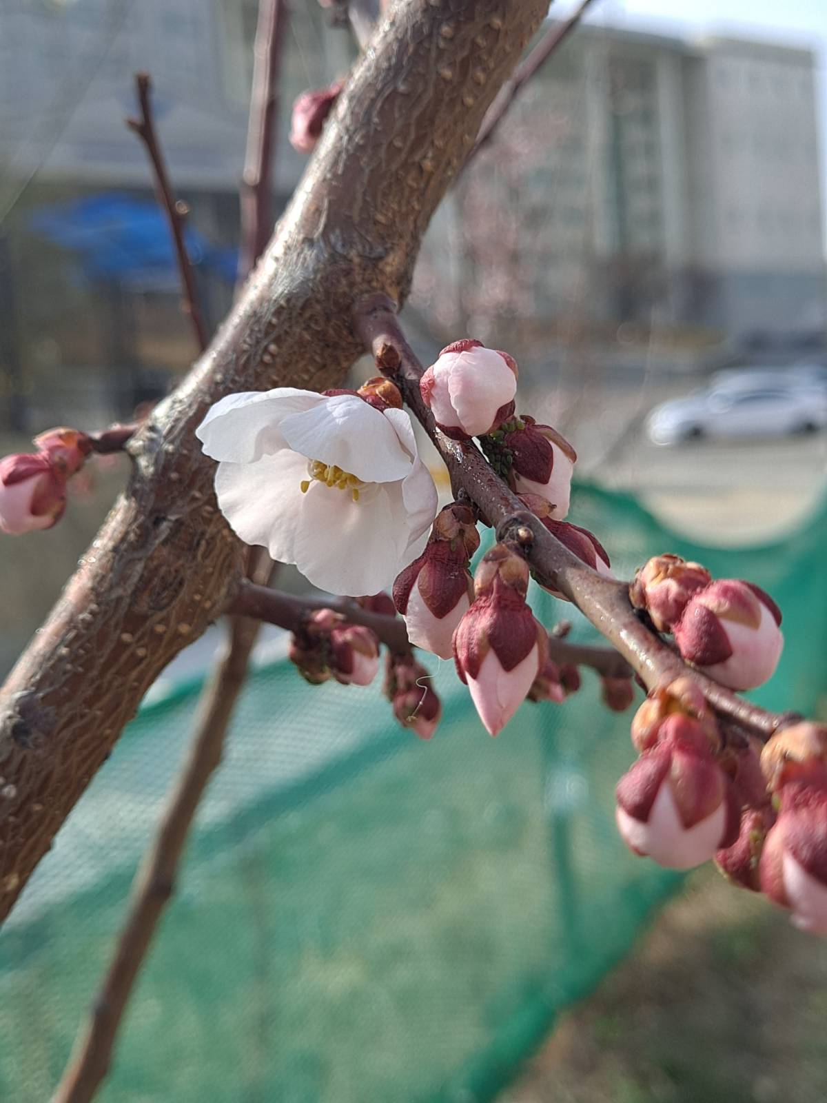 청운대 홍매화