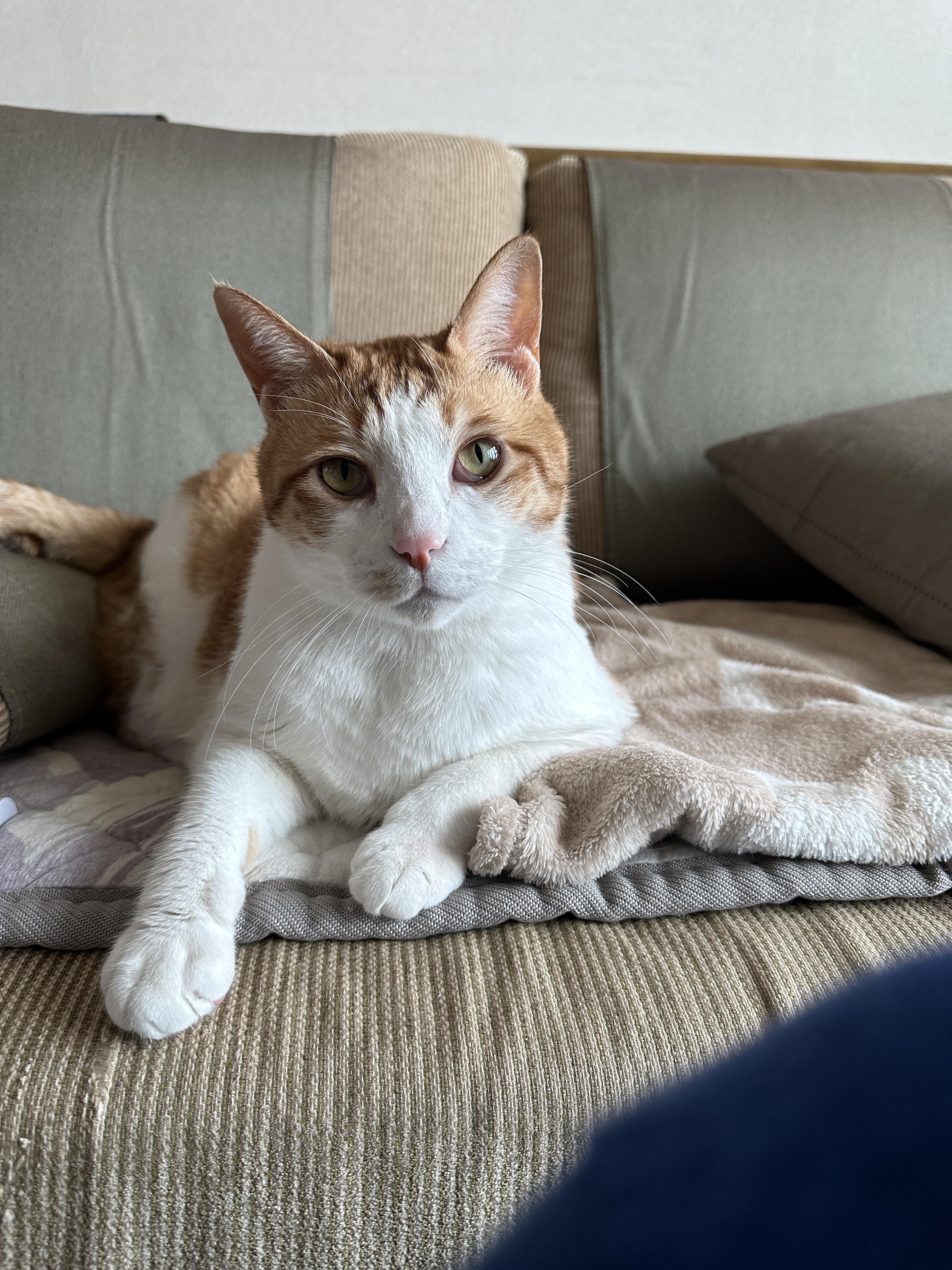 잠투정이 너무 사랑스러운거 아니오!(feat.엄마손에 부비부비하는 막둥이)