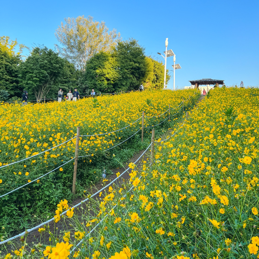 올림픽공원 들꽃마루 황화 코스모스 주요 볼거리