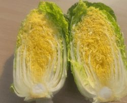 김장 배추 고르는 방법