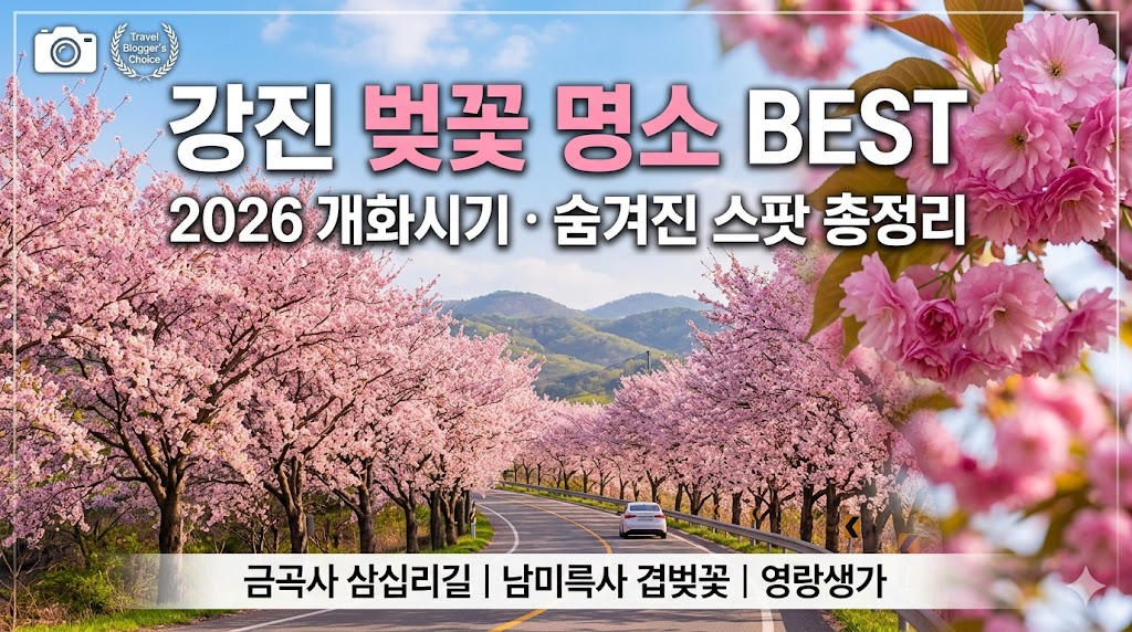 강진 벚꽃
