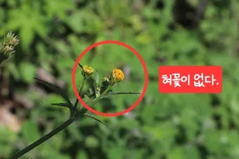 도깨비바늘 귀침초 자연이 준 해독의 명약 건강 효과_15