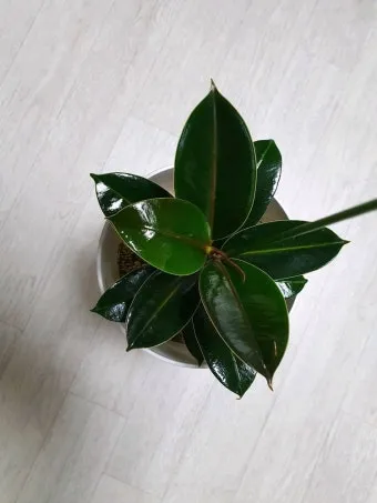 잎닦기 관리 미세먼지제거 광합성도움 우유물사용 주의점_2